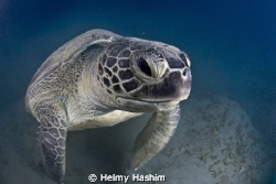red sea, egypt ! by Helmy Hashim 